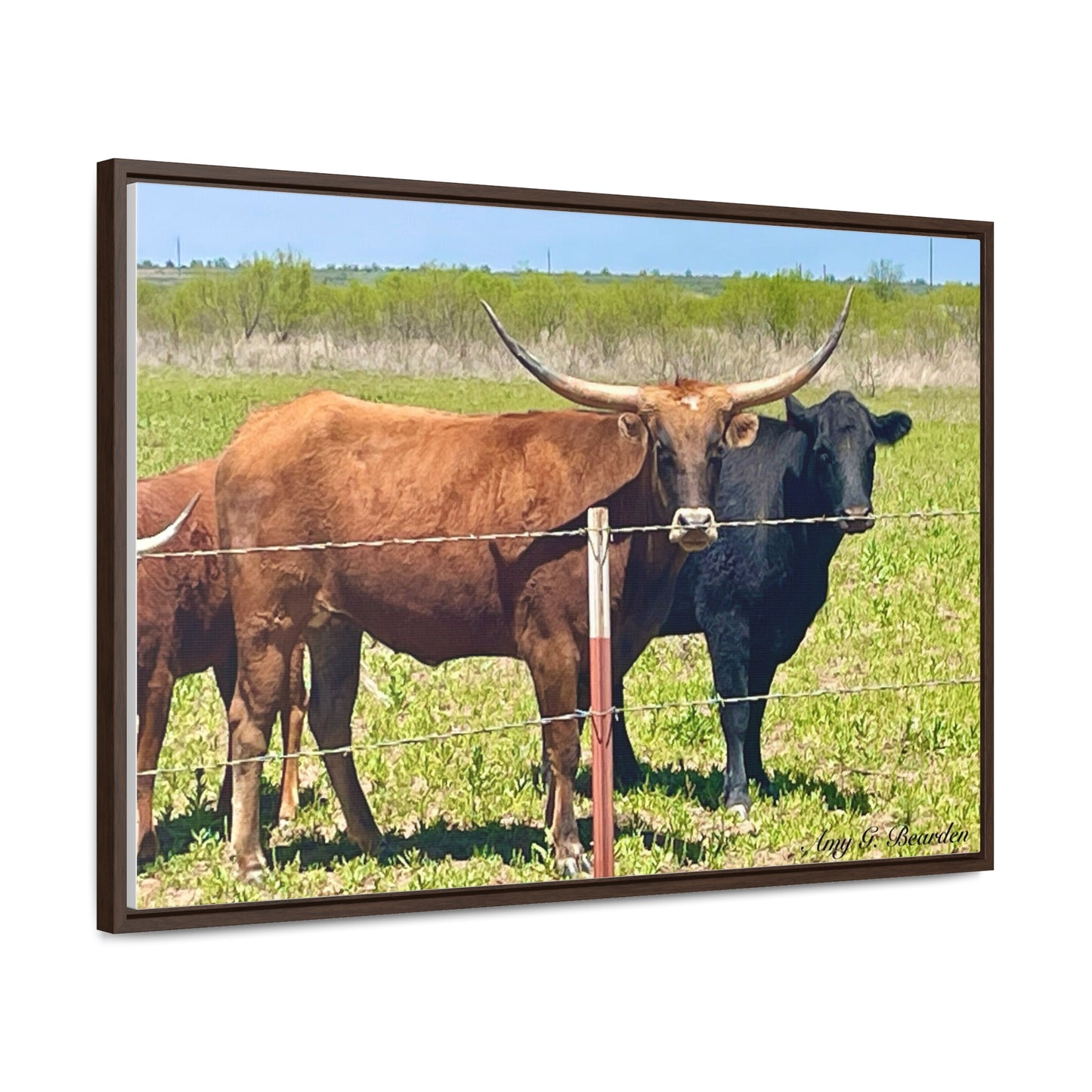 The stare down, Longhorn of Texas, Gallery Canvas Wraps, Horizontal Frame