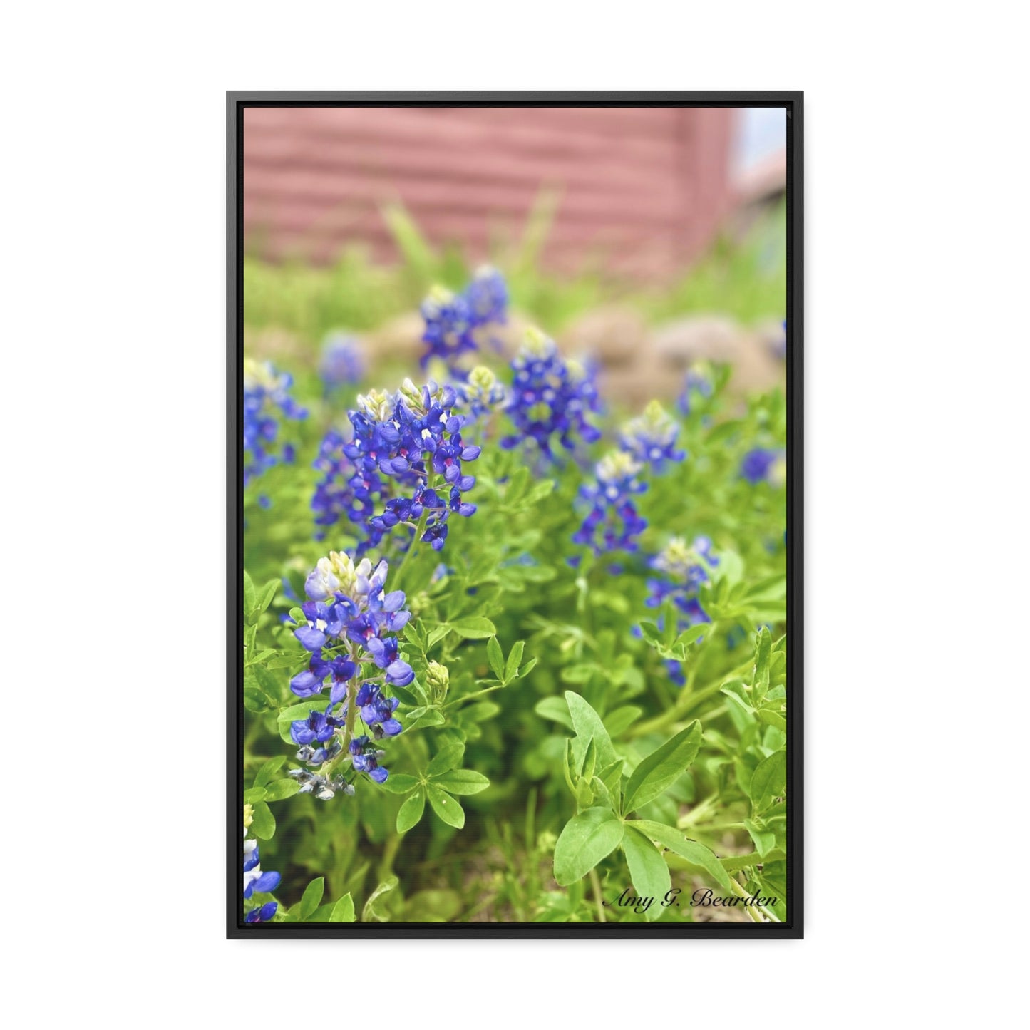 Bluebonnets, Gallery Canvas Wraps, Vertical Frame