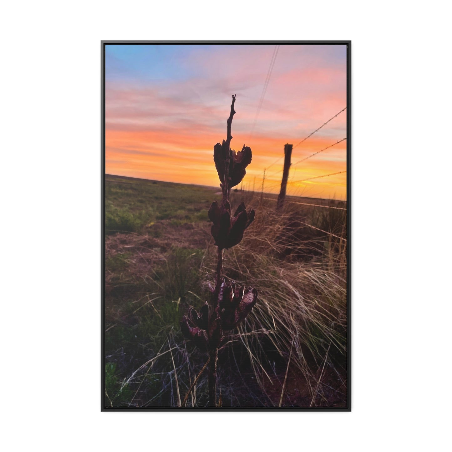 Native Yucca, Sunset, Gallery Canvas Wraps, Vertical Frame
