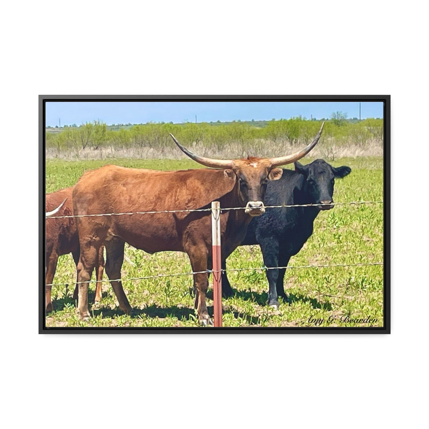 The stare down, Longhorn of Texas, Gallery Canvas Wraps, Horizontal Frame