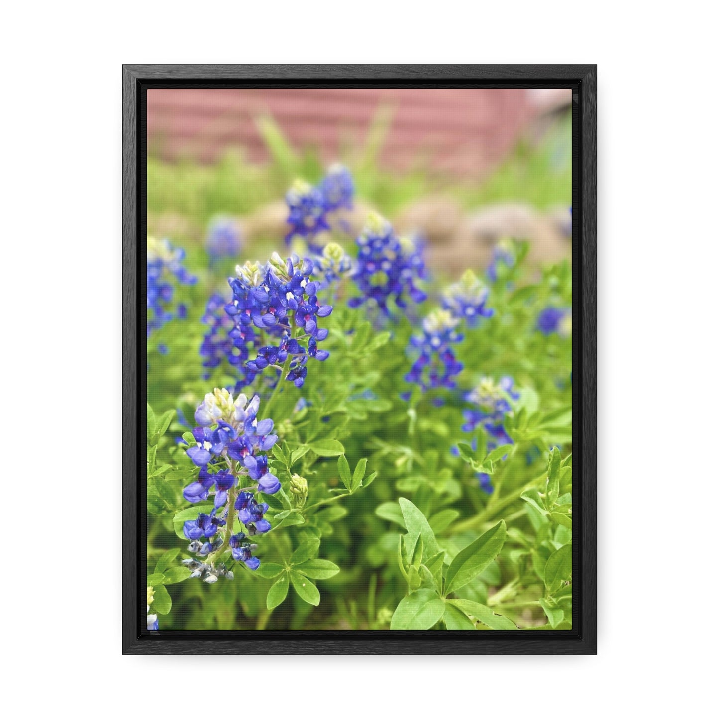 Bluebonnets, Gallery Canvas Wraps, Vertical Frame