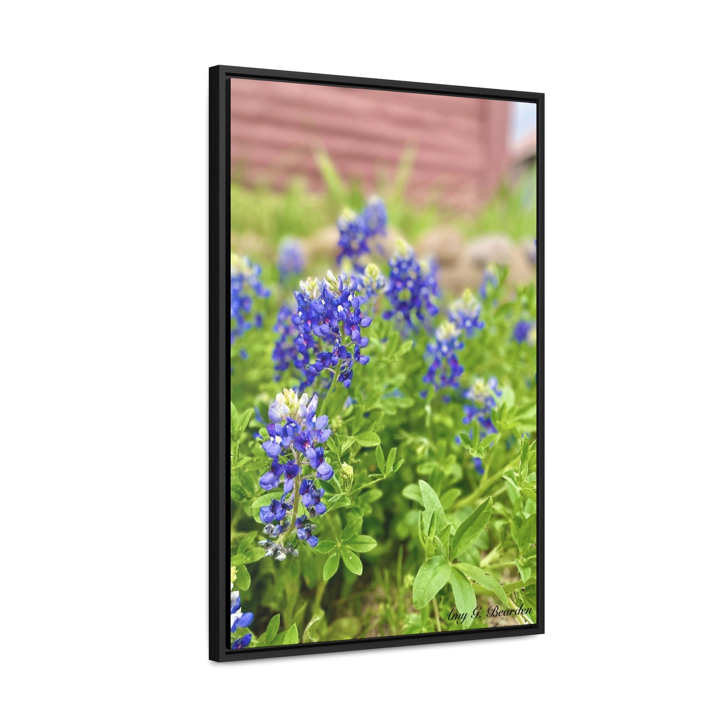 Bluebonnets, Gallery Canvas Wraps, Vertical Frame