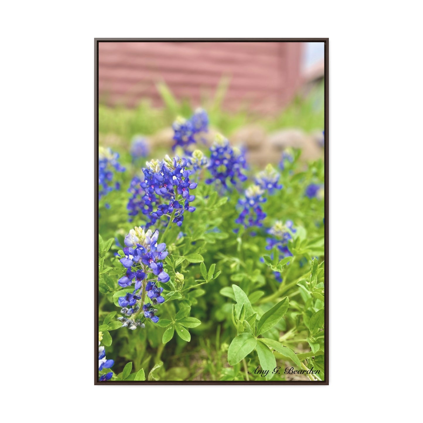 Bluebonnets, Gallery Canvas Wraps, Vertical Frame