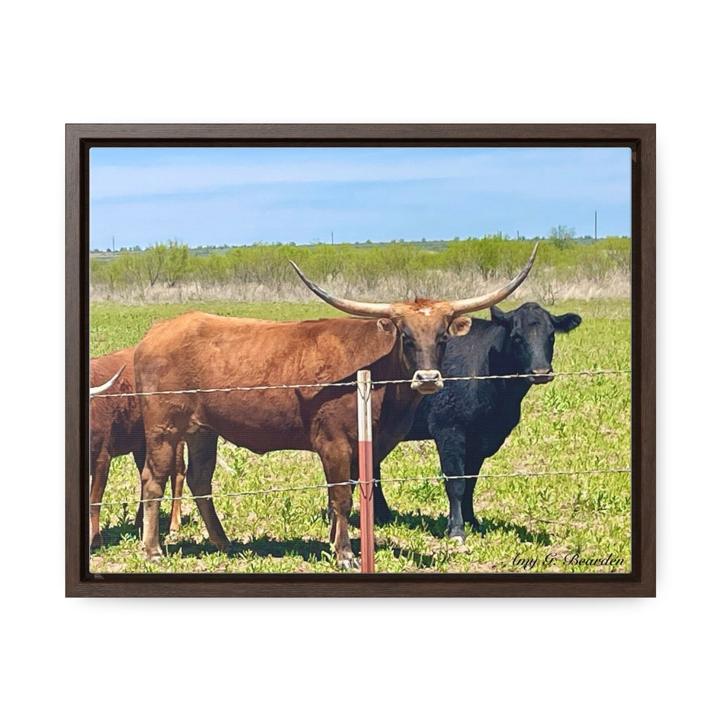 The stare down, Longhorn of Texas, Gallery Canvas Wraps, Horizontal Frame