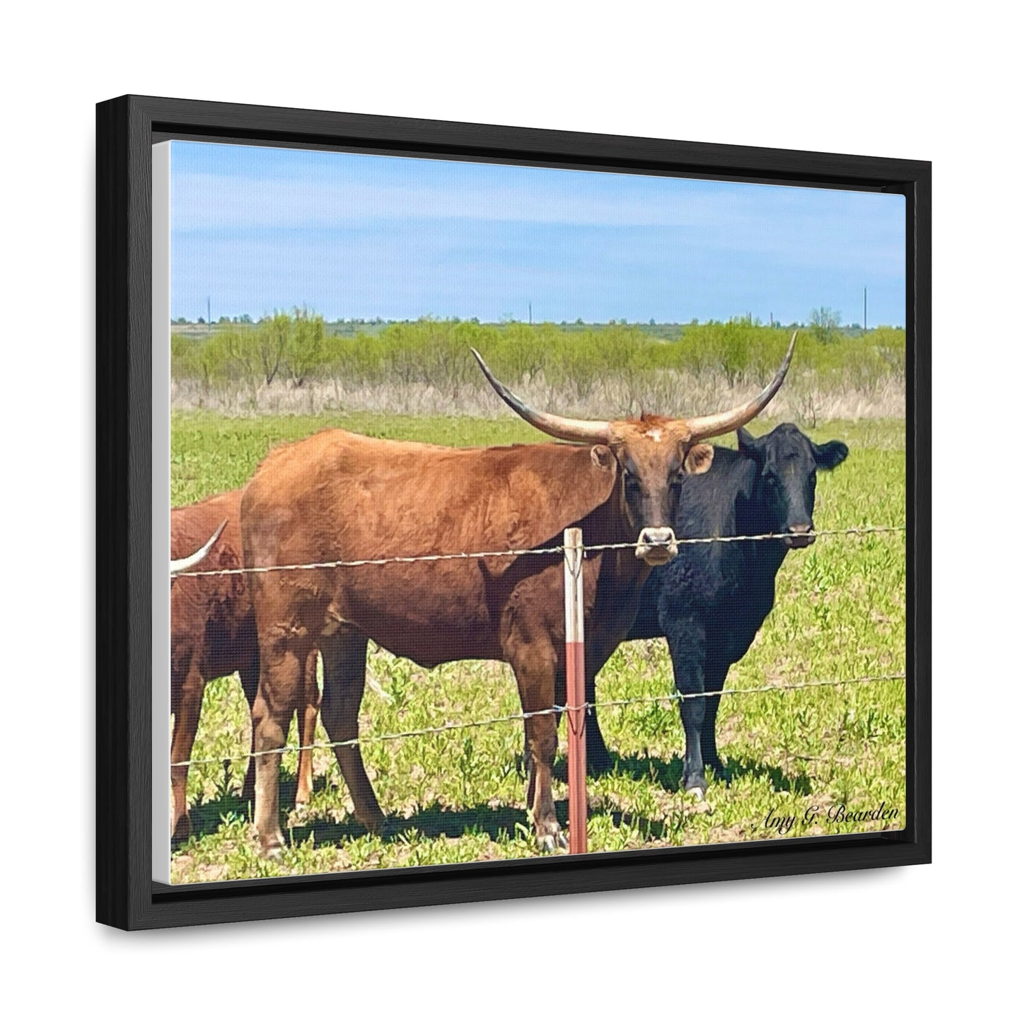The stare down, Longhorn of Texas, Gallery Canvas Wraps, Horizontal Frame
