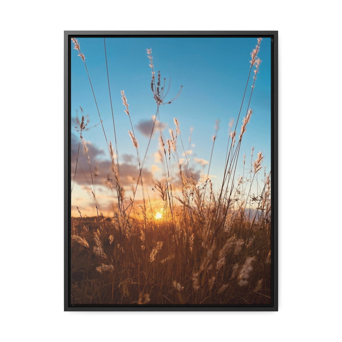 Wild grass and sunset, Gallery Canvas Wraps, Vertical Frame