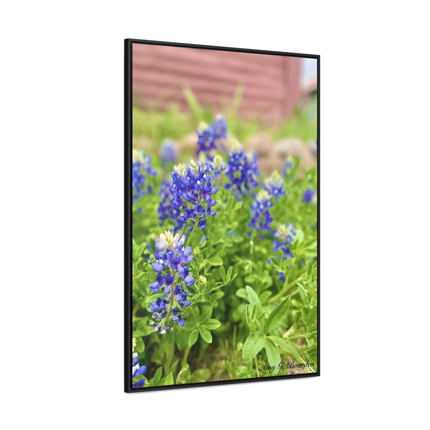 Bluebonnets, Gallery Canvas Wraps, Vertical Frame