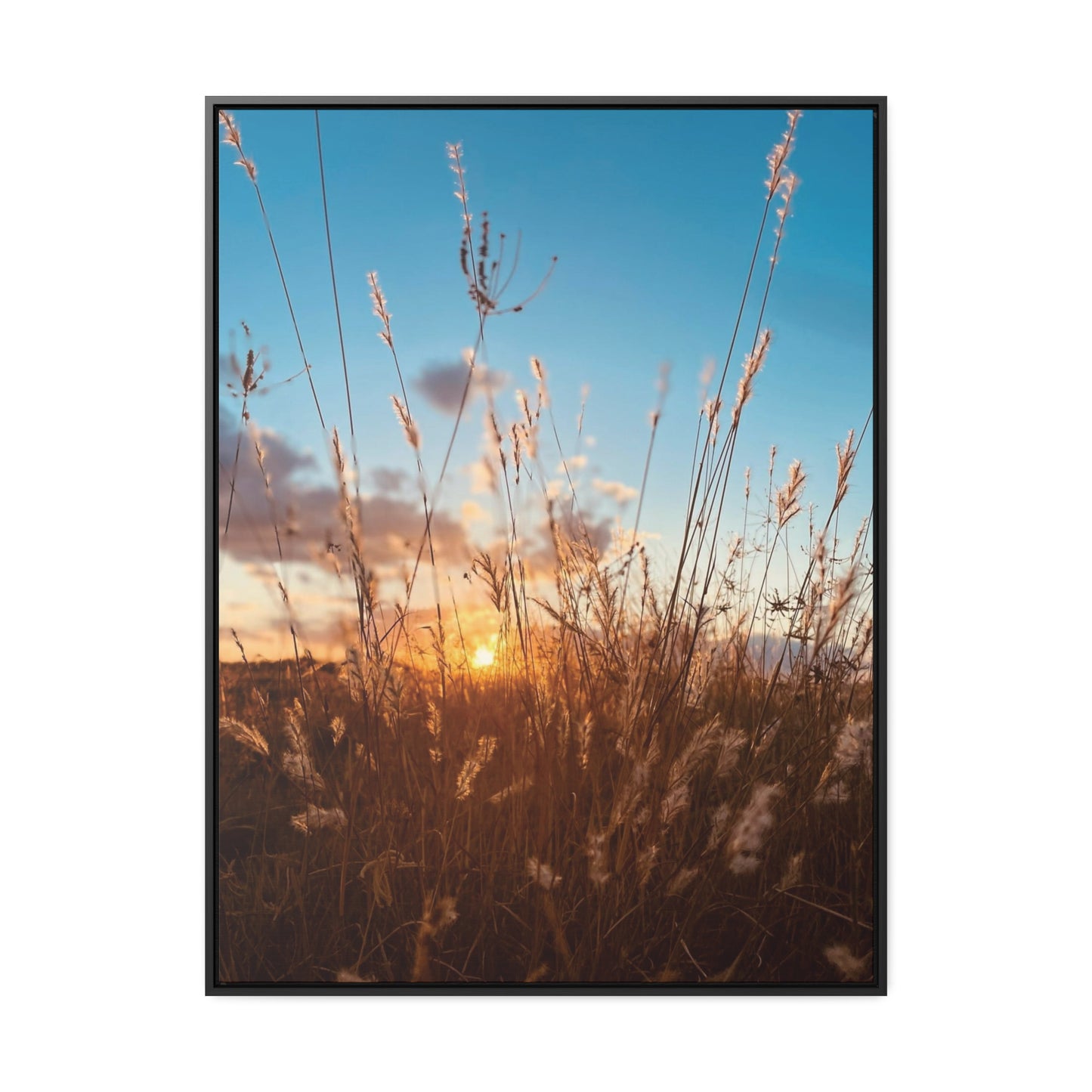 Wild grass and sunset, Gallery Canvas Wraps, Vertical Frame