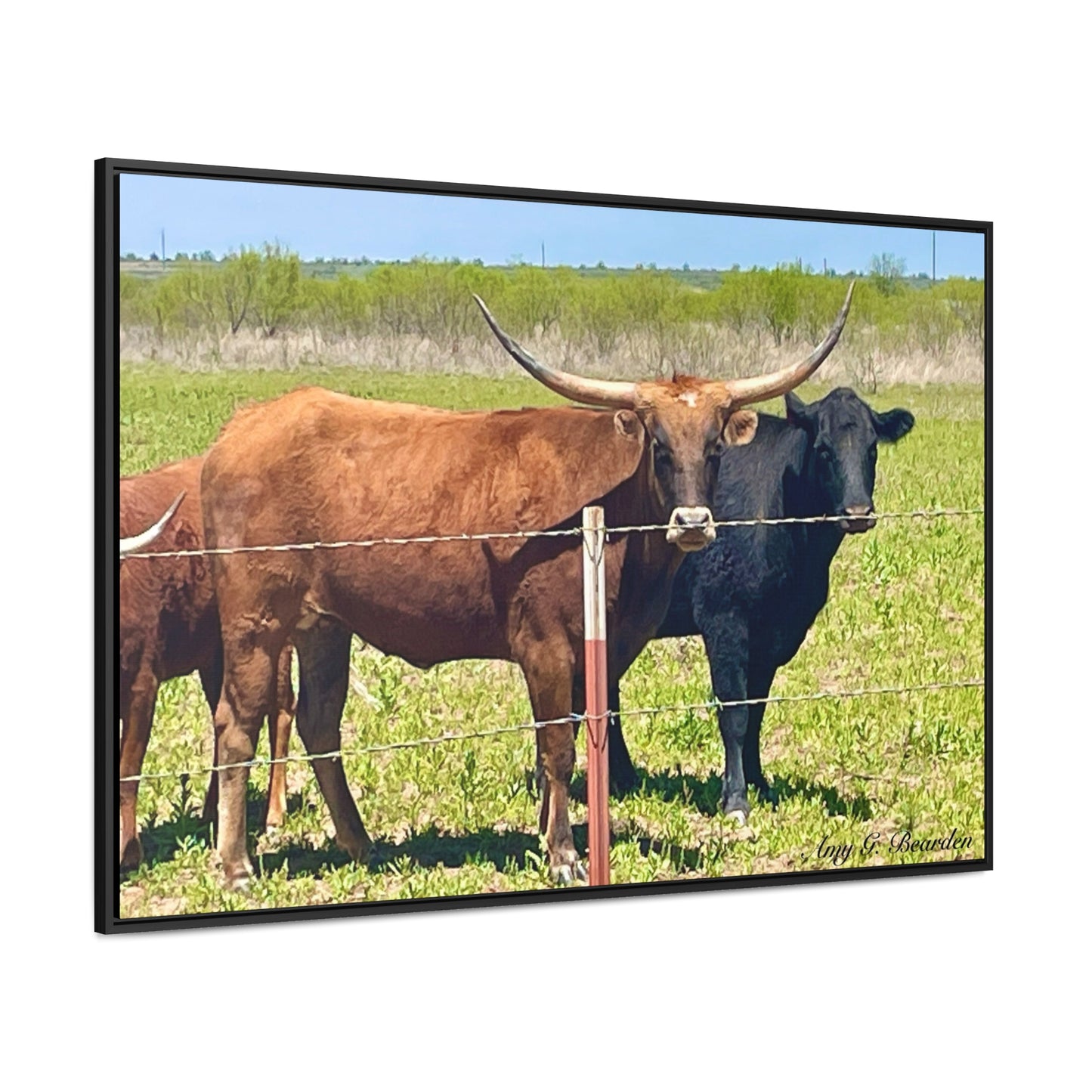 The stare down, Longhorn of Texas, Gallery Canvas Wraps, Horizontal Frame