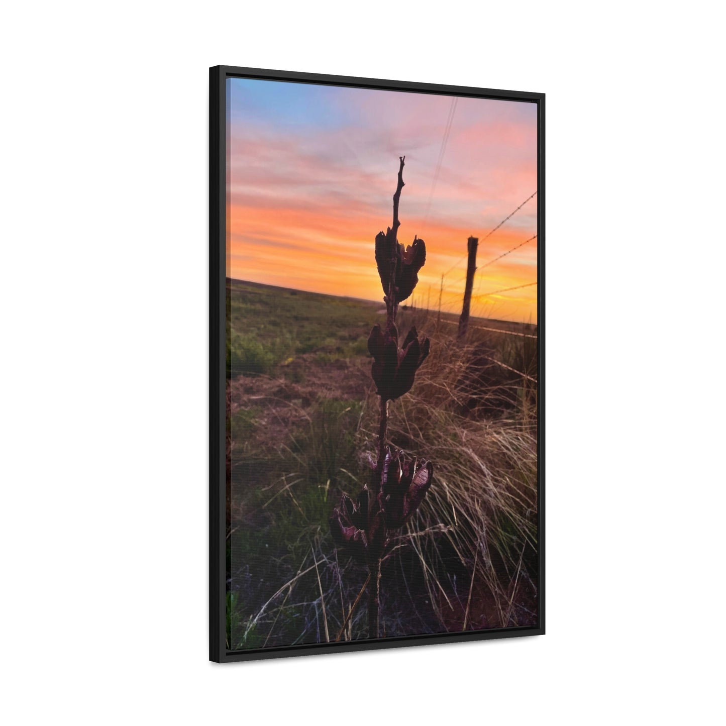 Native Yucca, Sunset, Gallery Canvas Wraps, Vertical Frame