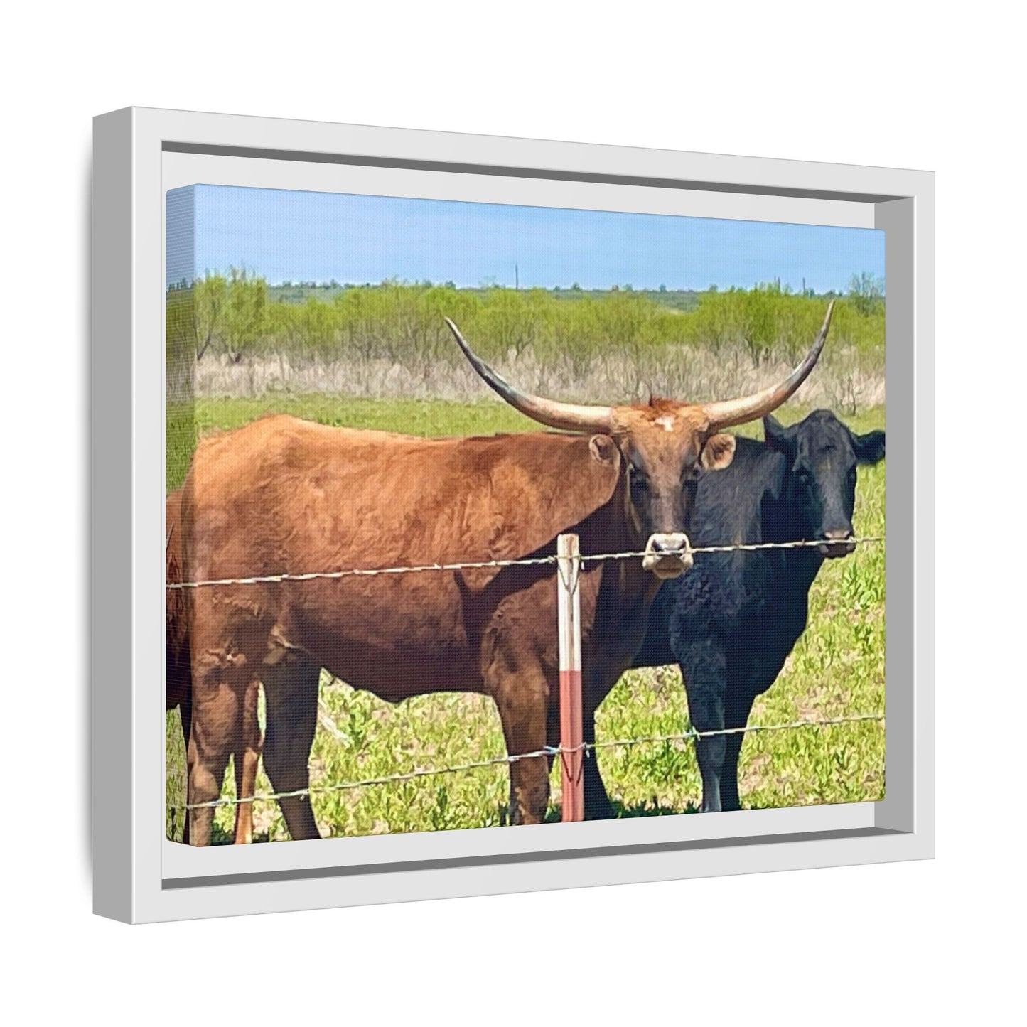 The stare down, Longhorn of Texas, Gallery Canvas Wraps, Horizontal Frame