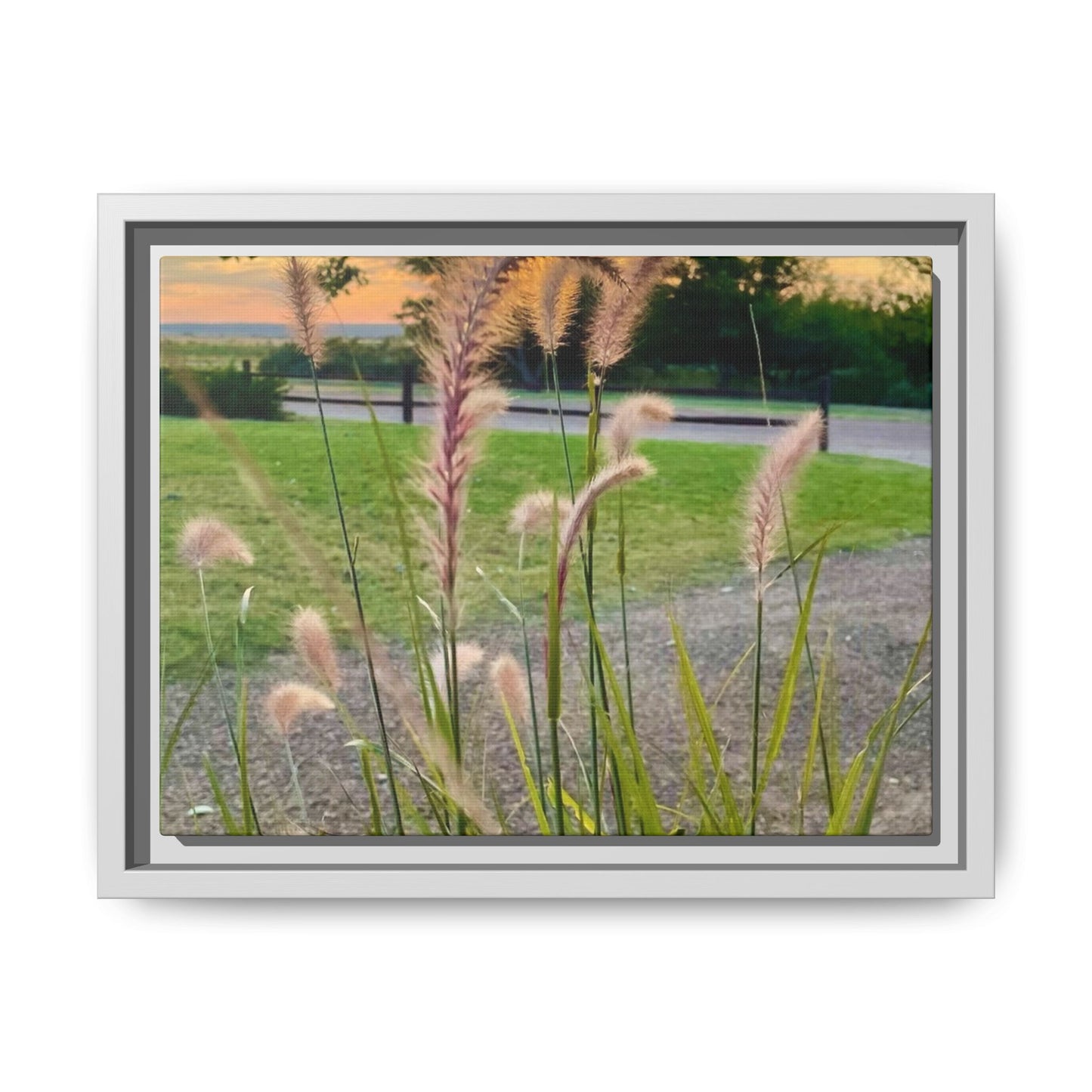 Feathergrass Sunrise, Gallery Canvas Wraps, Vertical Frame