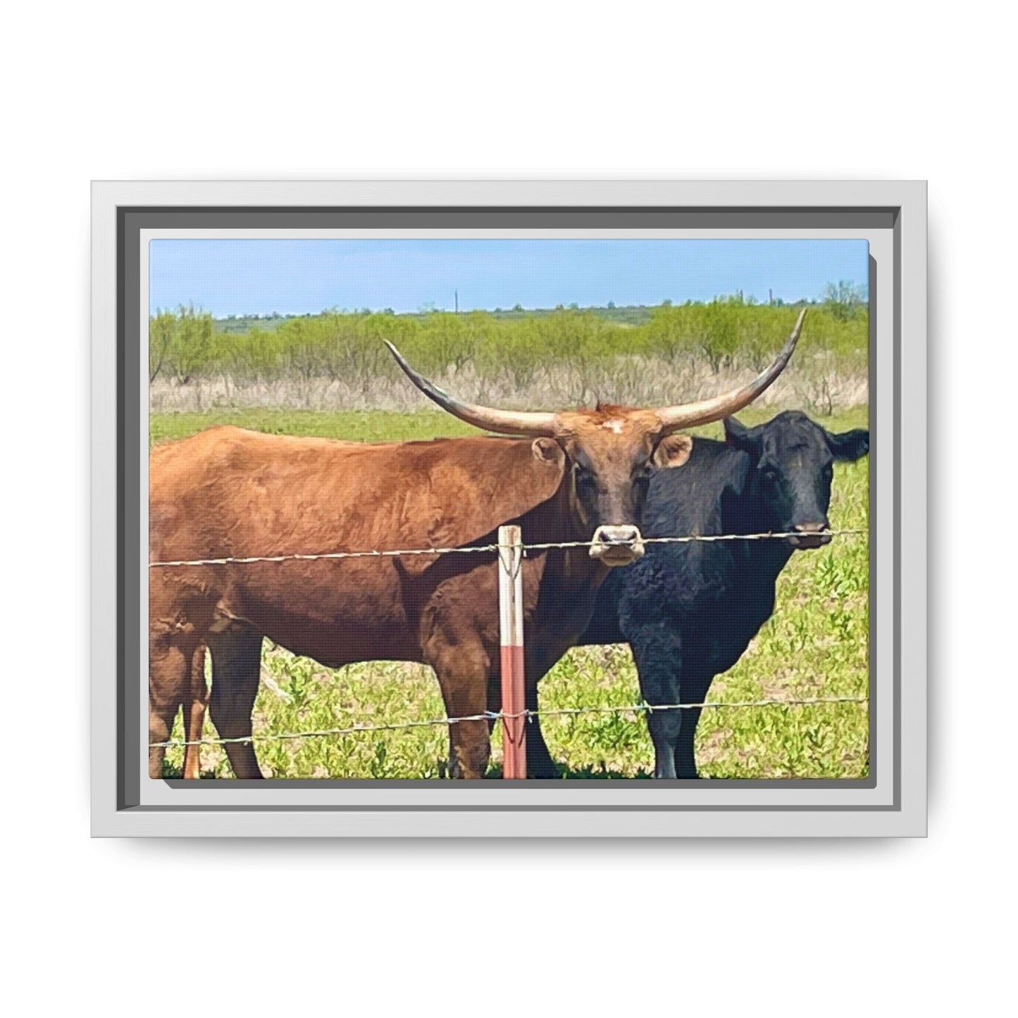The stare down, Longhorn of Texas, Gallery Canvas Wraps, Horizontal Frame