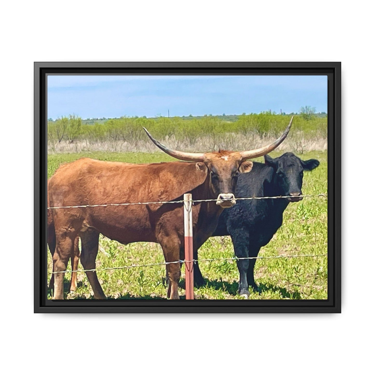 The stare down, Longhorn of Texas, Gallery Canvas Wraps, Horizontal Frame