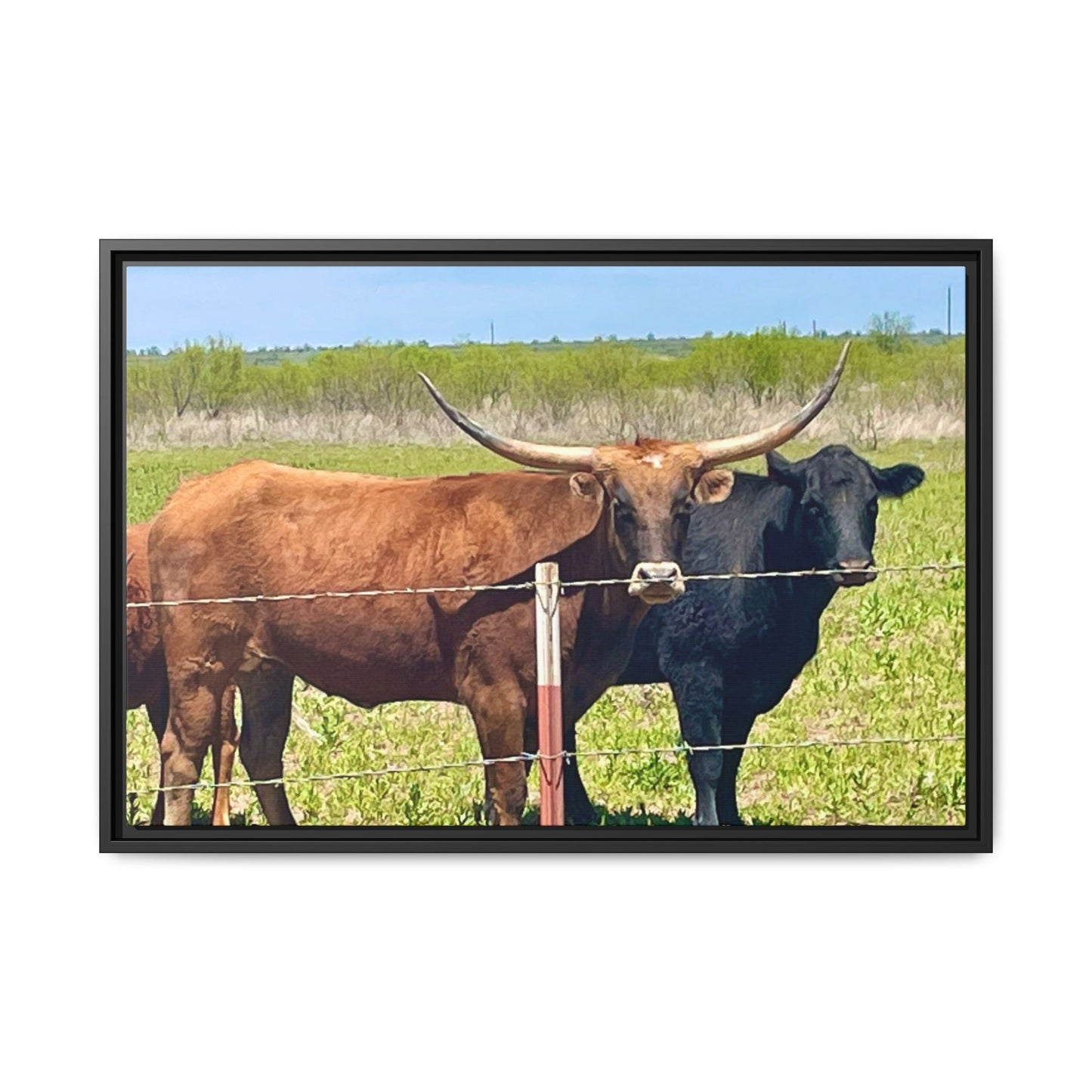 The stare down, Longhorn of Texas, Gallery Canvas Wraps, Horizontal Frame