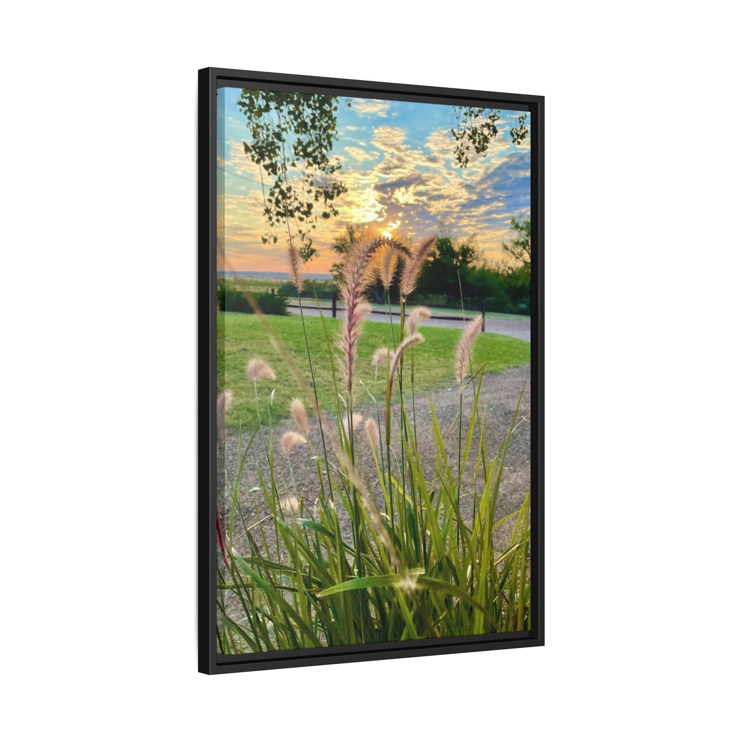 Feathergrass Sunrise, Gallery Canvas Wraps, Vertical Frame