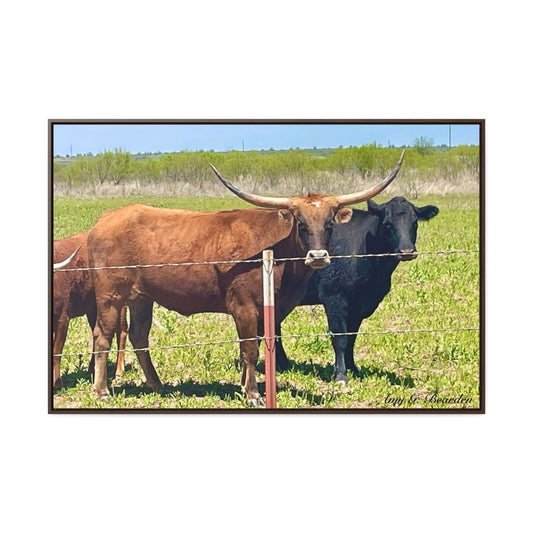The stare down, Longhorn of Texas, Gallery Canvas Wraps, Horizontal Frame