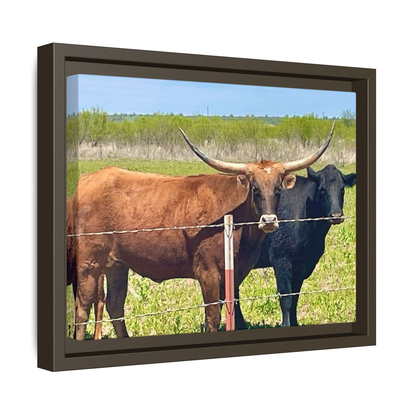 The stare down, Longhorn of Texas, Gallery Canvas Wraps, Horizontal Frame
