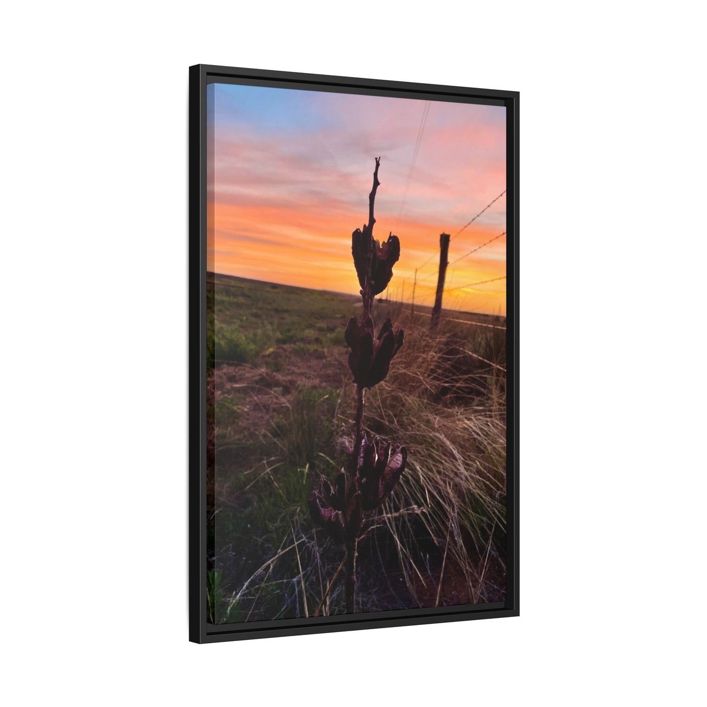 Native Yucca, Sunset, Gallery Canvas Wraps, Vertical Frame