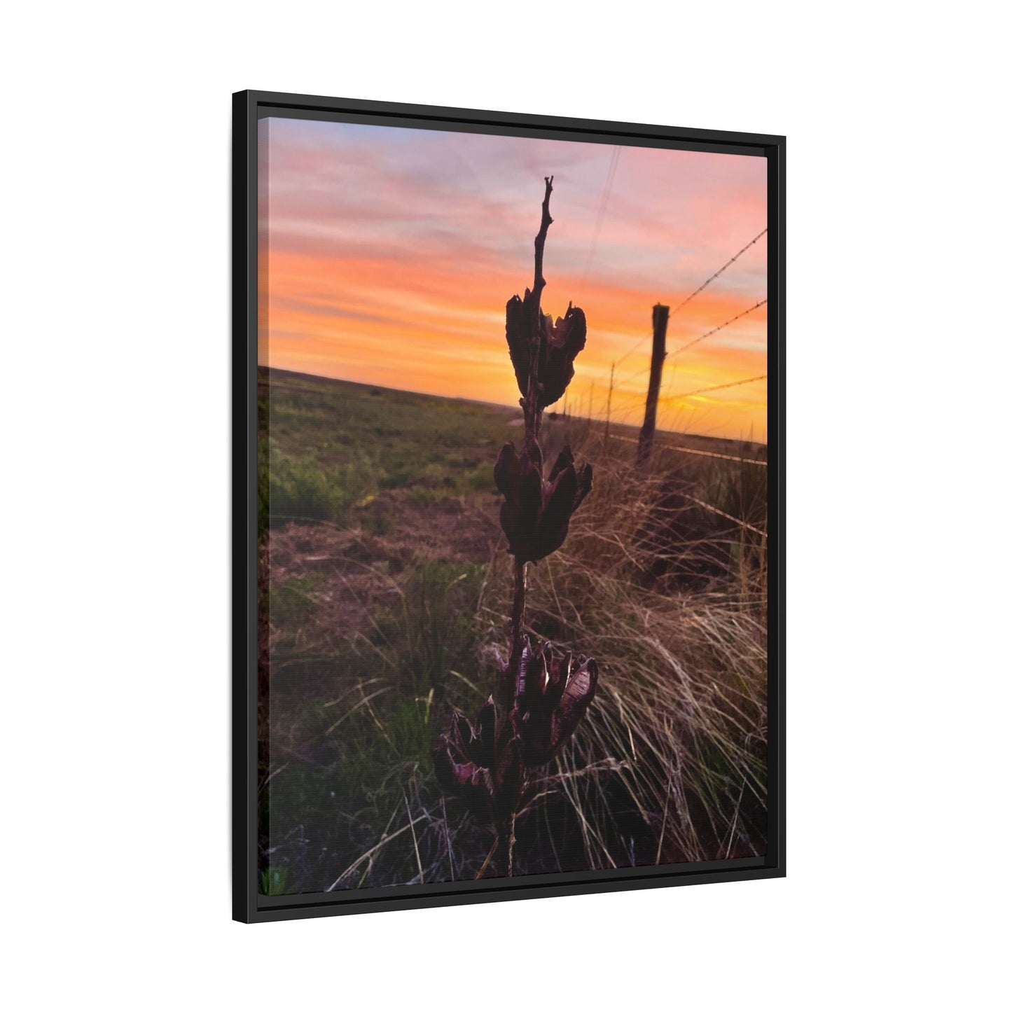 Native Yucca, Sunset, Gallery Canvas Wraps, Vertical Frame