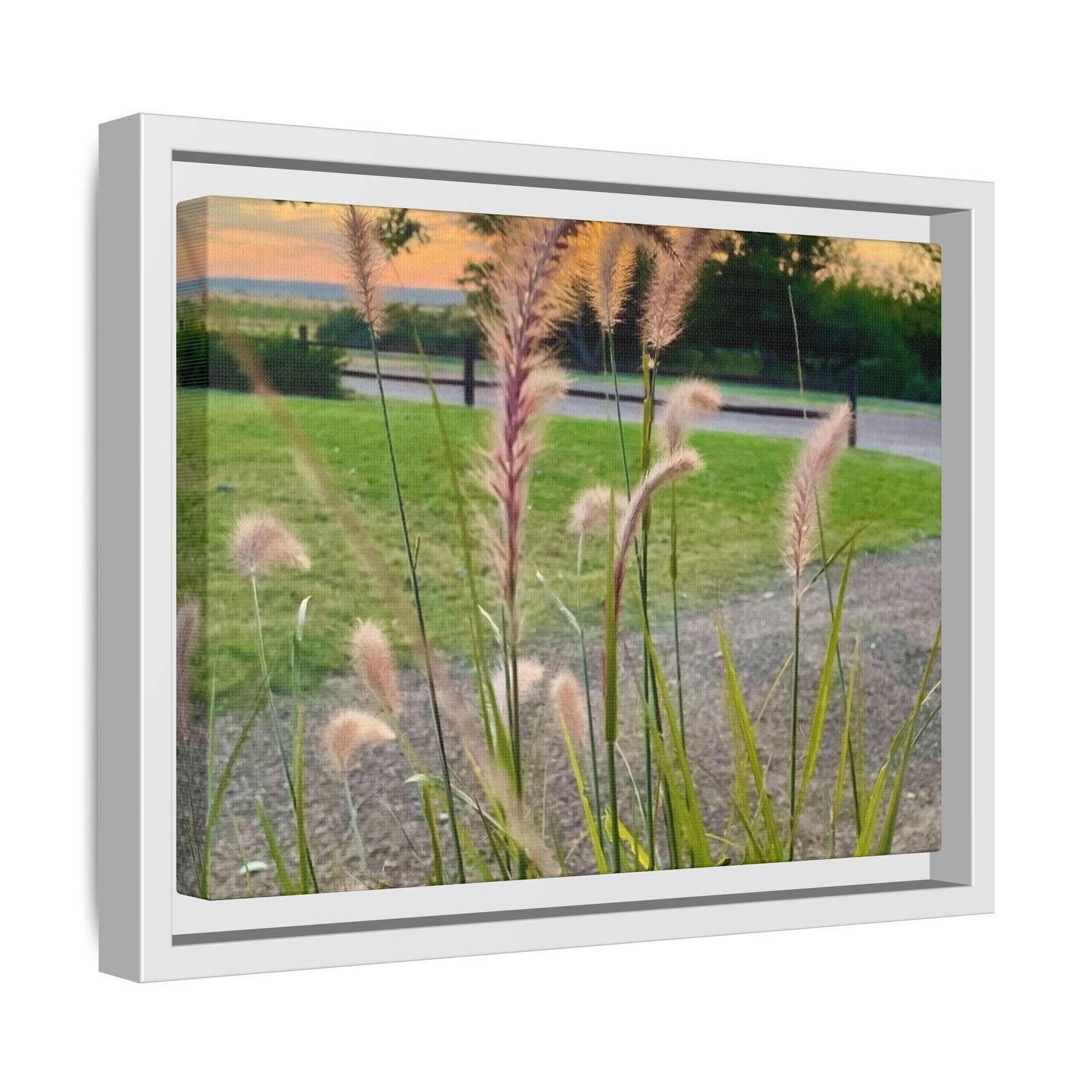 Feathergrass Sunrise, Gallery Canvas Wraps, Vertical Frame
