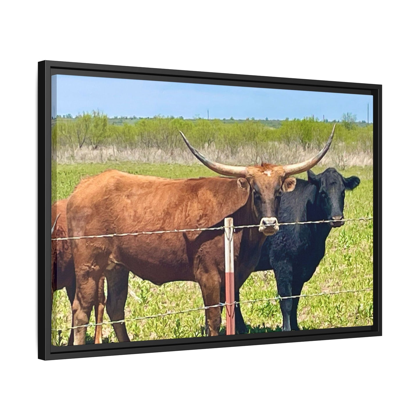 The stare down, Longhorn of Texas, Gallery Canvas Wraps, Horizontal Frame