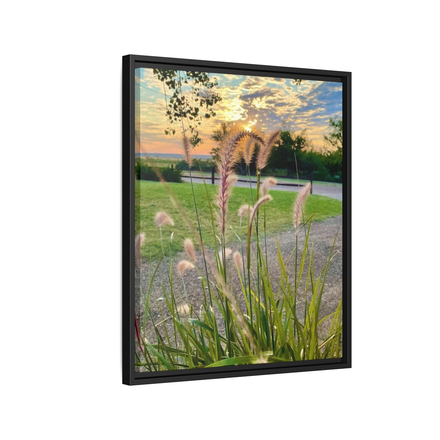 Feathergrass Sunrise, Gallery Canvas Wraps, Vertical Frame