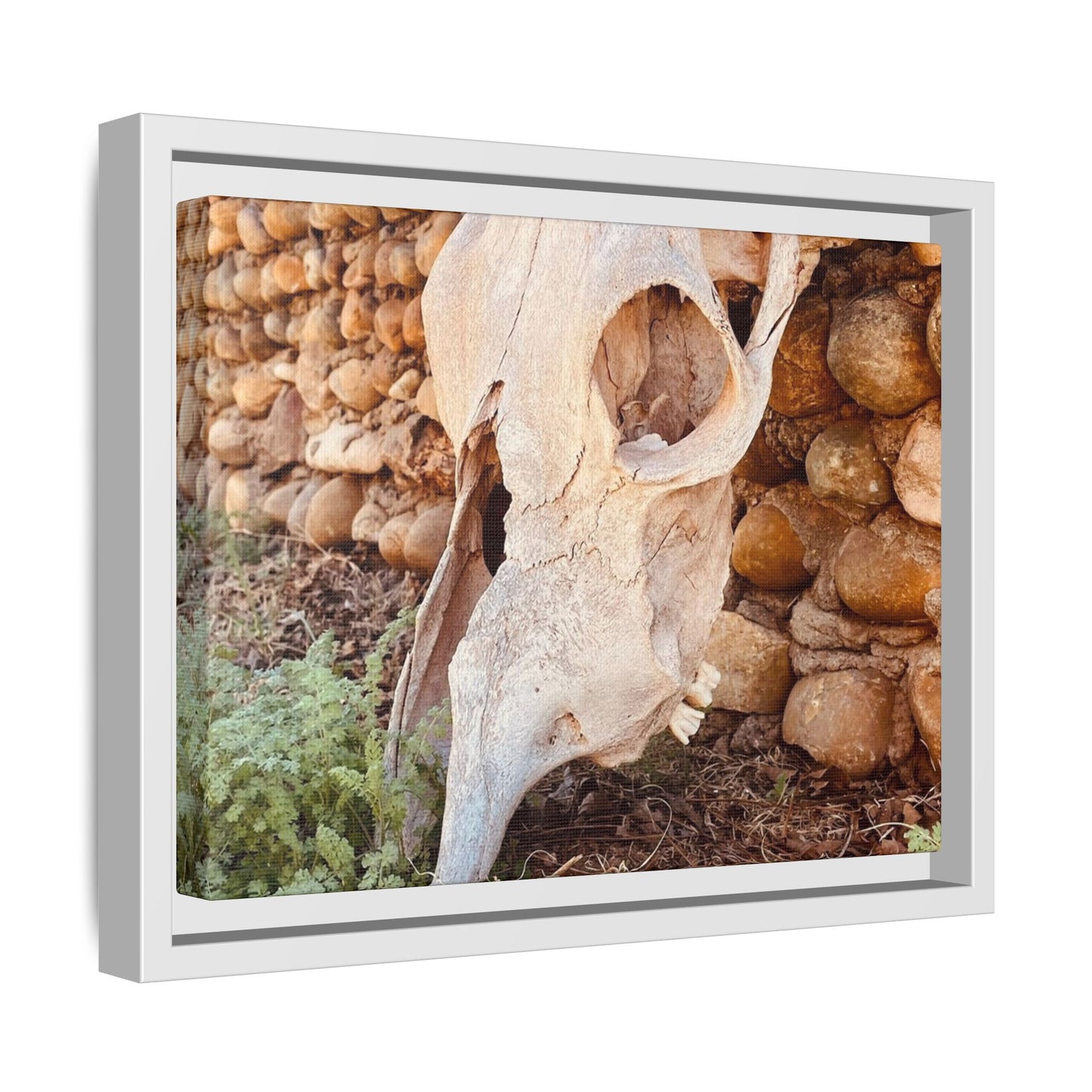 cow skull, Matte Canvas, Framed (Multi-color)