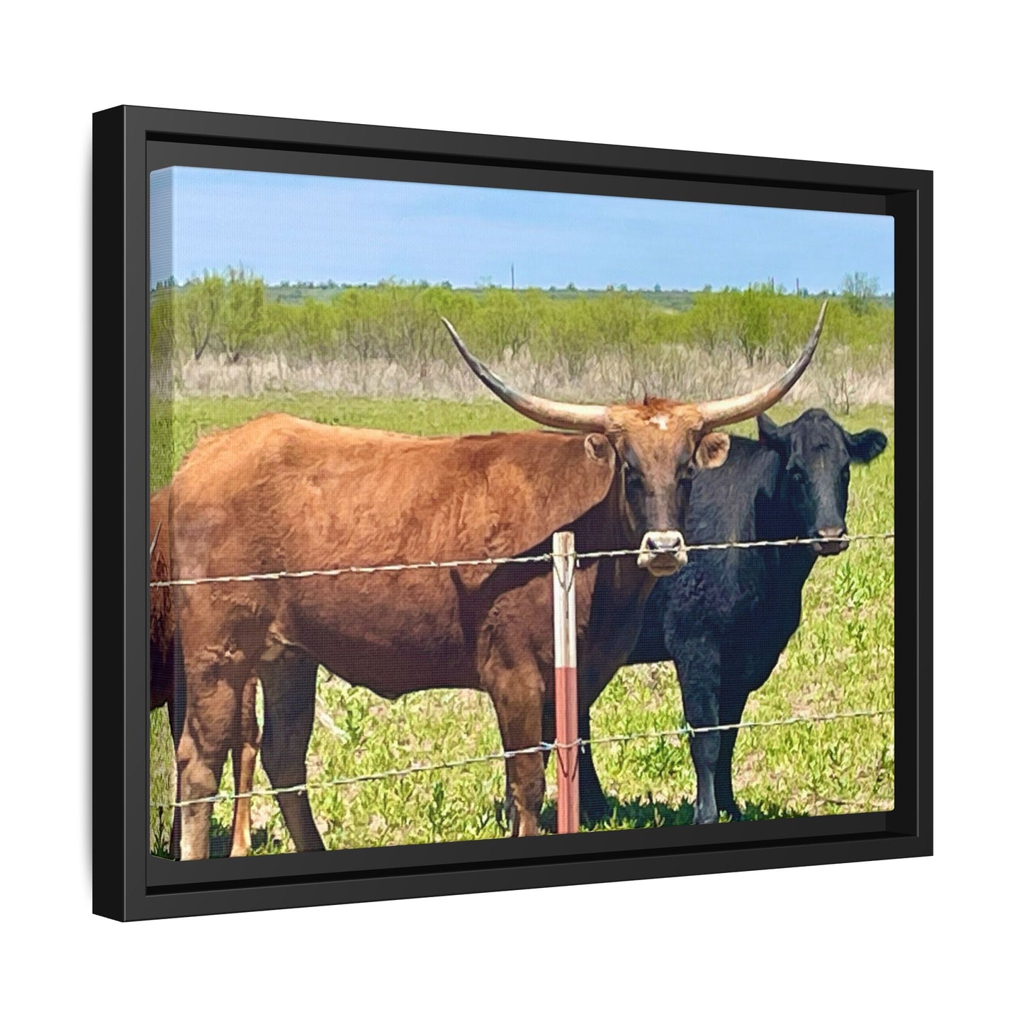 The stare down, Longhorn of Texas, Gallery Canvas Wraps, Horizontal Frame