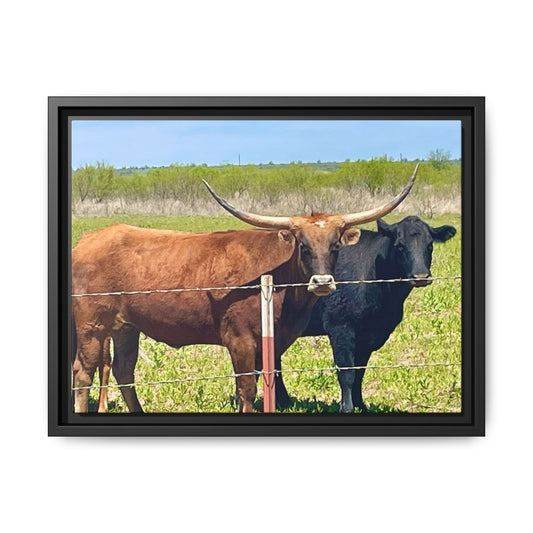 The stare down, Longhorn of Texas, Gallery Canvas Wraps, Horizontal Frame