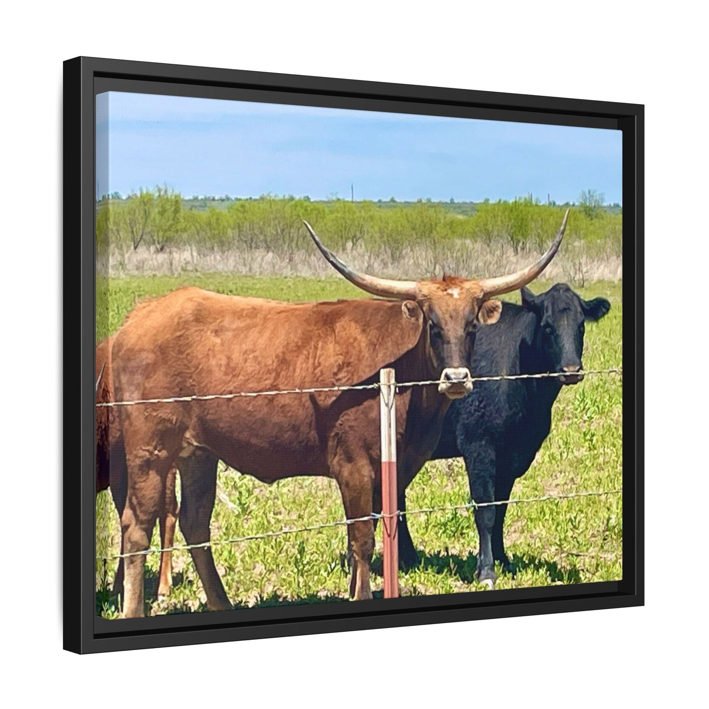 The stare down, Longhorn of Texas, Gallery Canvas Wraps, Horizontal Frame