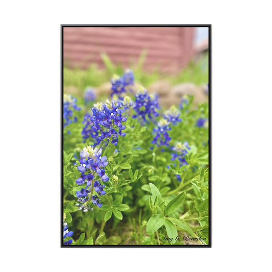 Bluebonnets, Gallery Canvas Wraps, Vertical Frame