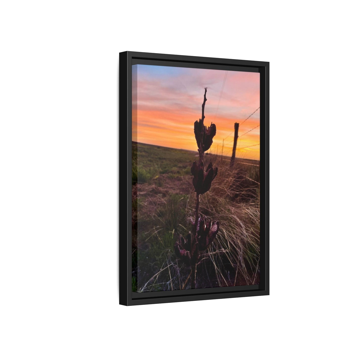 Native Yucca, Sunset, Gallery Canvas Wraps, Vertical Frame