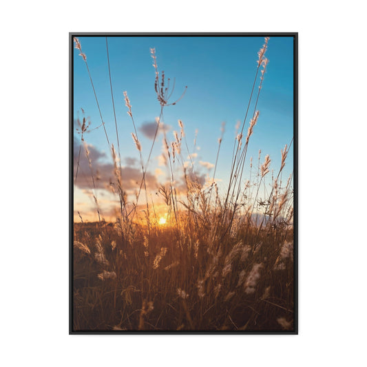 Wild grass and sunset, Gallery Canvas Wraps, Vertical Frame