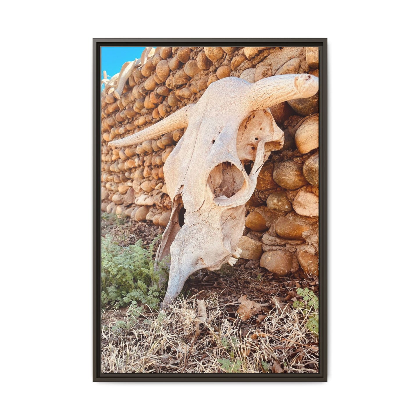 cow skull, Matte Canvas, Framed (Multi-color)