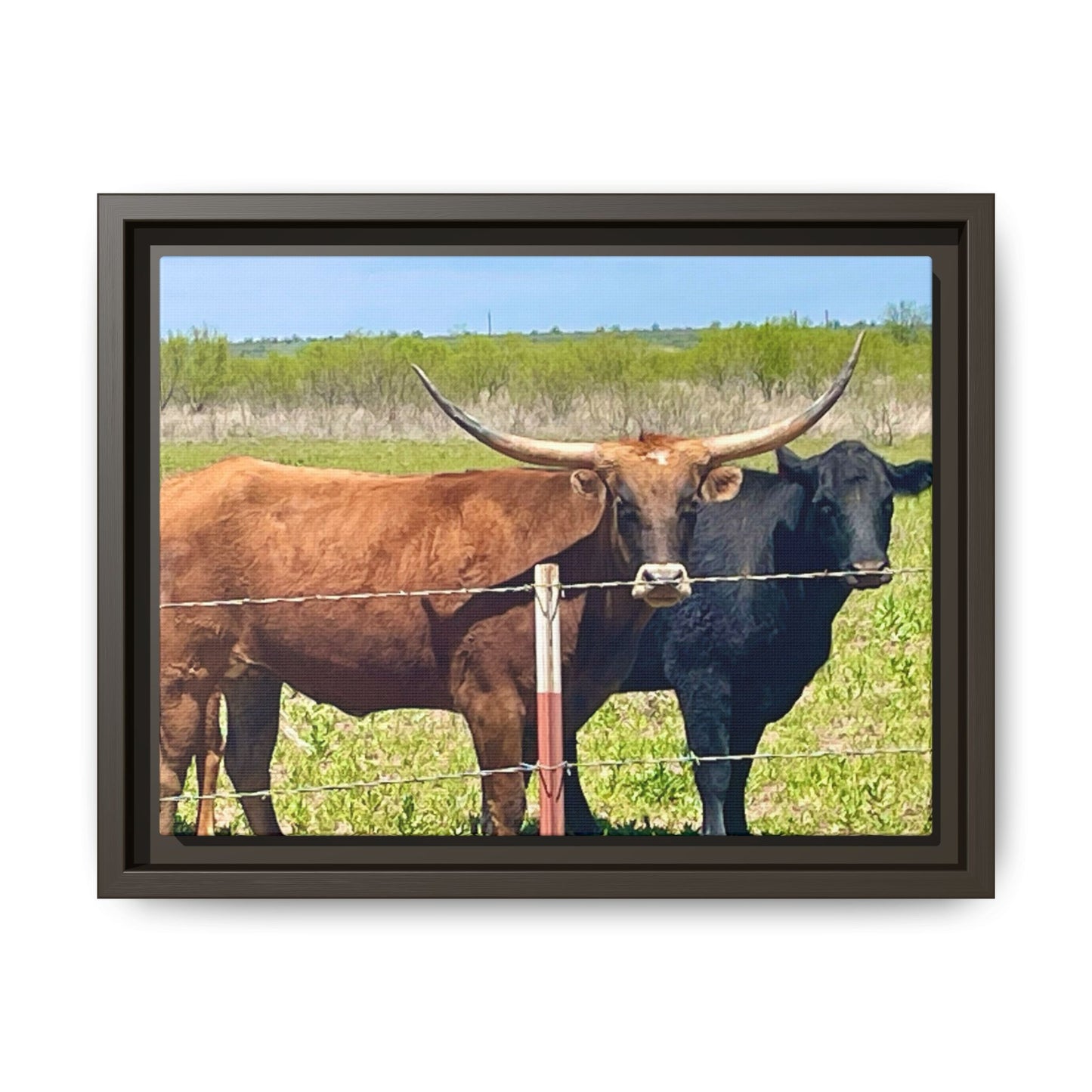 The stare down, Longhorn of Texas, Gallery Canvas Wraps, Horizontal Frame